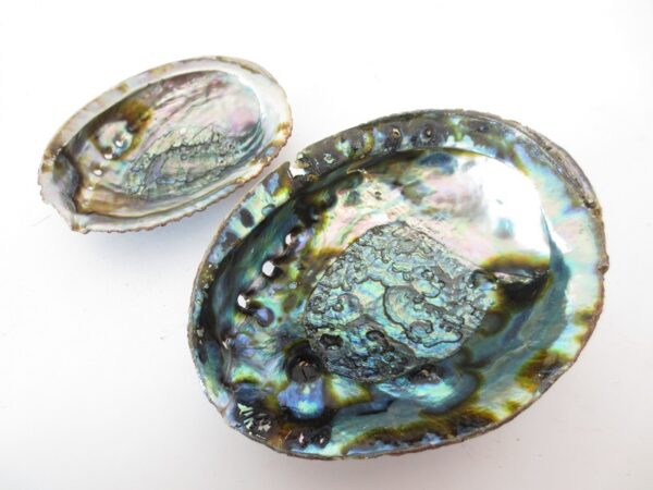 Abalone Schelp Groot Groothandel