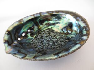 Abalone Schelp Groot Groothandel