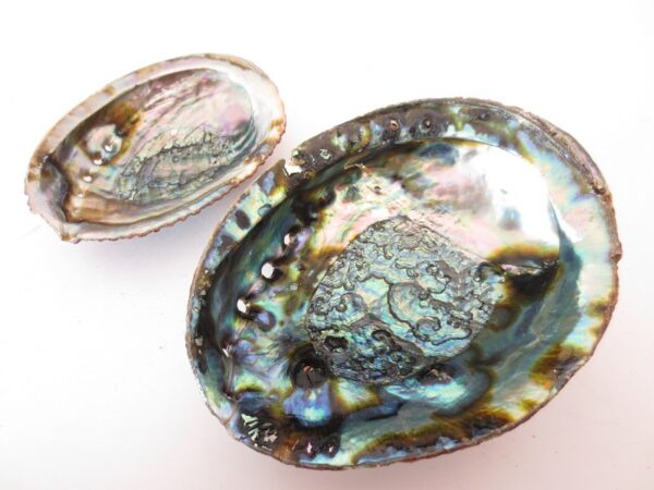 Abalone Schelp Groothandel