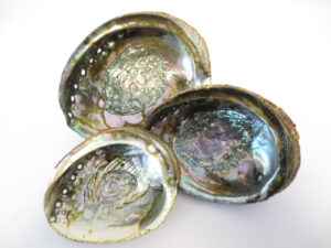 Abalone Schelp Groothandel