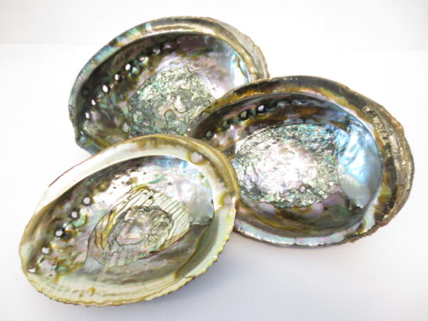 Abalone Schelp Groothandel