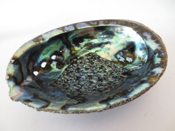 Abalone Schelp Groothandel