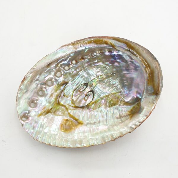 Groothandel - Abalone Schelp Mini