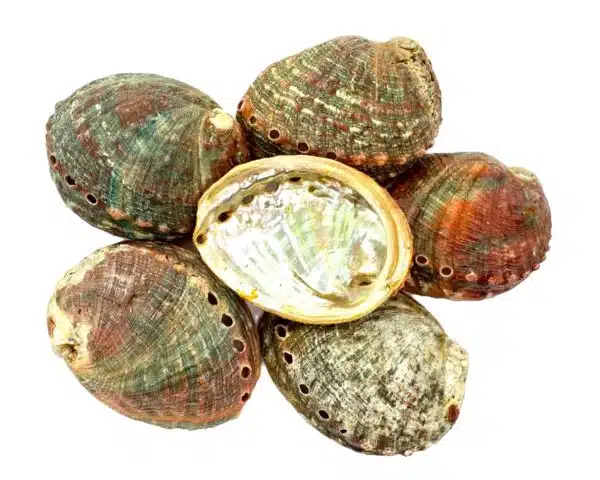 Abalone Schelp - Extra Klein (6 stuks)