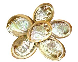 Abalone Schelp - Extra Klein (6 stuks)