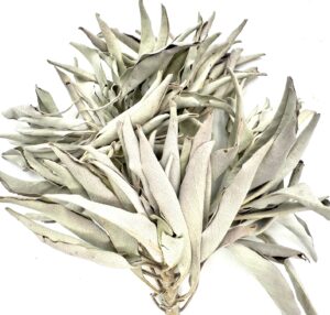 Witte Salie Clusters
