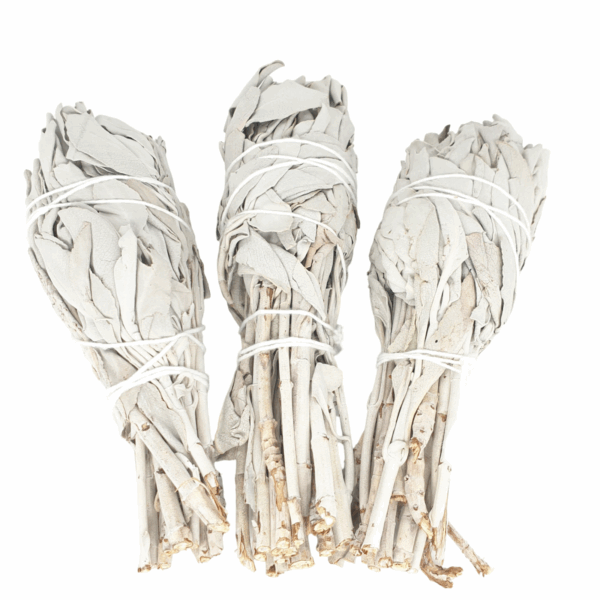 Witte Salie Tulip Bundel - (3 x 25 - 30 grams)