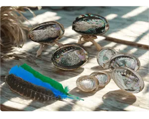 Abalone Schelpen en Accessoires